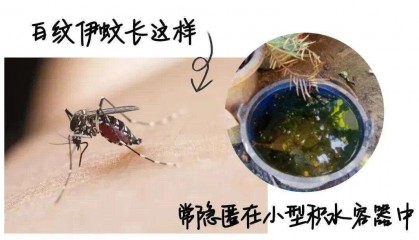 全球“最毒”的蚊子为何批量北上？专家揭示白纹伊蚊北迁祸因及防蚊绝招