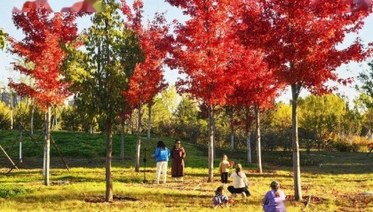 北京新添一个超美大公园！占地超300亩