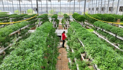 全国政协常委、江西省政协副主席谢茹经济日报刊文：如何纾解粮菜争地之困