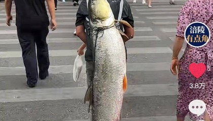 重庆一男子钓上79斤鳡鱼后，背着鱼在闹市当“显眼包”穿行20分钟，本人：有1.64米长