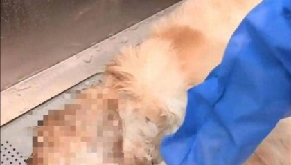 金毛餐馆蹭空调避暑遭殴打后死亡，主人公布最新处理结果：店家不接受调解，自己准备起诉