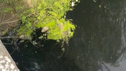 “比厕所的水还臭”，湖北云梦县现一条10公里长黑臭河流？当地：已成立专班处理