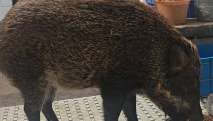 广州一男子收养野猪一年 为避投诉另租独栋房屋