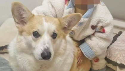 重庆2岁幼童18楼坠亡，事发时父亲外出遛狗将孩子独自留在家中