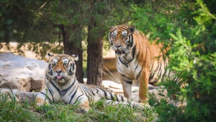 网友评价东北虎豹纪念币，本周公告预约！