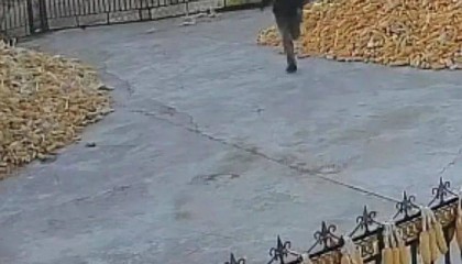 老虎进村咬伤村民！警方：正在搜捕