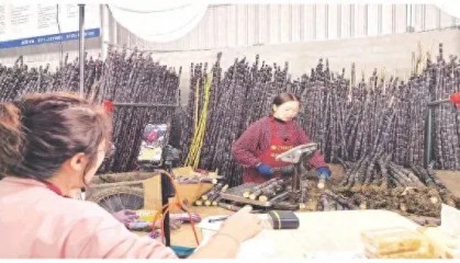 “村播”带货 阳朔黑皮果蔗“走红”全网