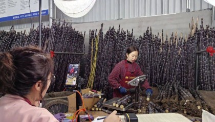 新春走基层|“村播”带货 阳朔黑皮果蔗“走红”全网