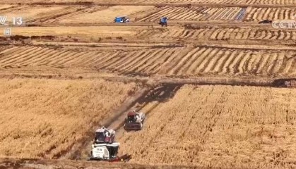 “绝技”,北斗赋农!收玉米、割水稻……又是一个丰收季