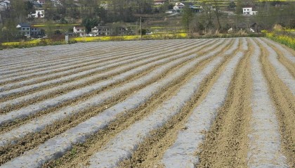公职人员占他人耕地屡次修坟,得管管乡村恶霸