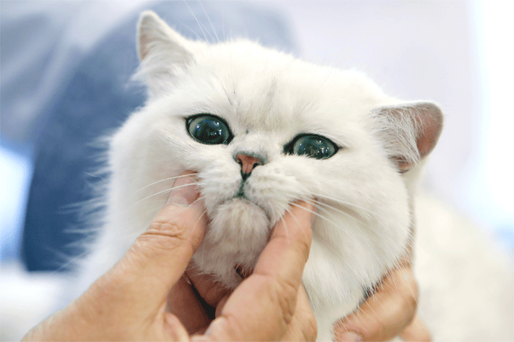 录不录取“虐猫”考生，都应给出令人信服的理由