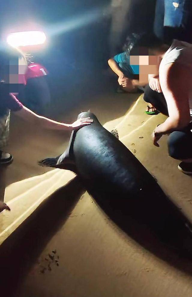 海南文昌野生海豹“阿侬”走红后遭游客围堵 当地回应：正制定保护措施