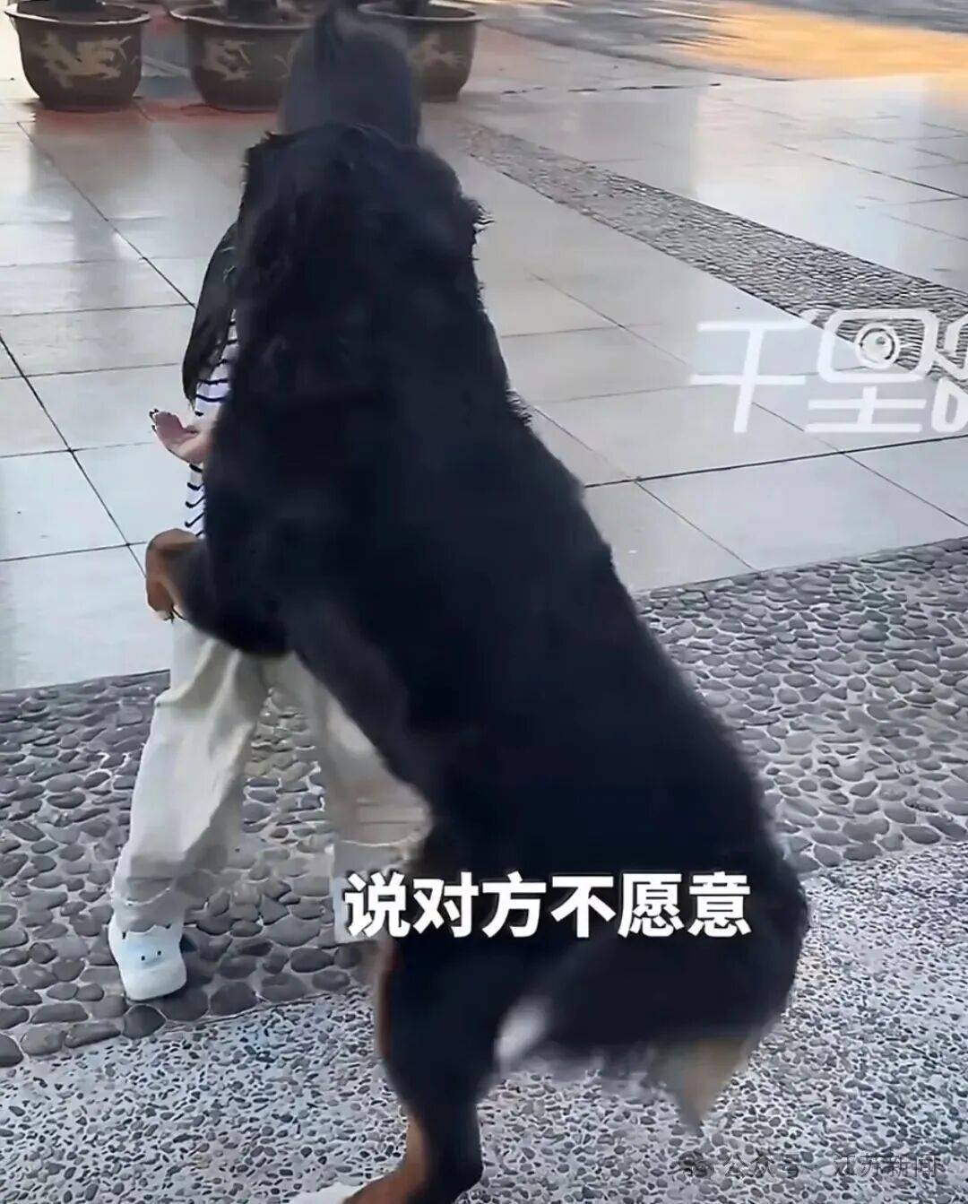 云南8岁女童遭未牵绳大狗扑抱，警方通报：犬只主人已道歉，双方自愿达成调解协议
