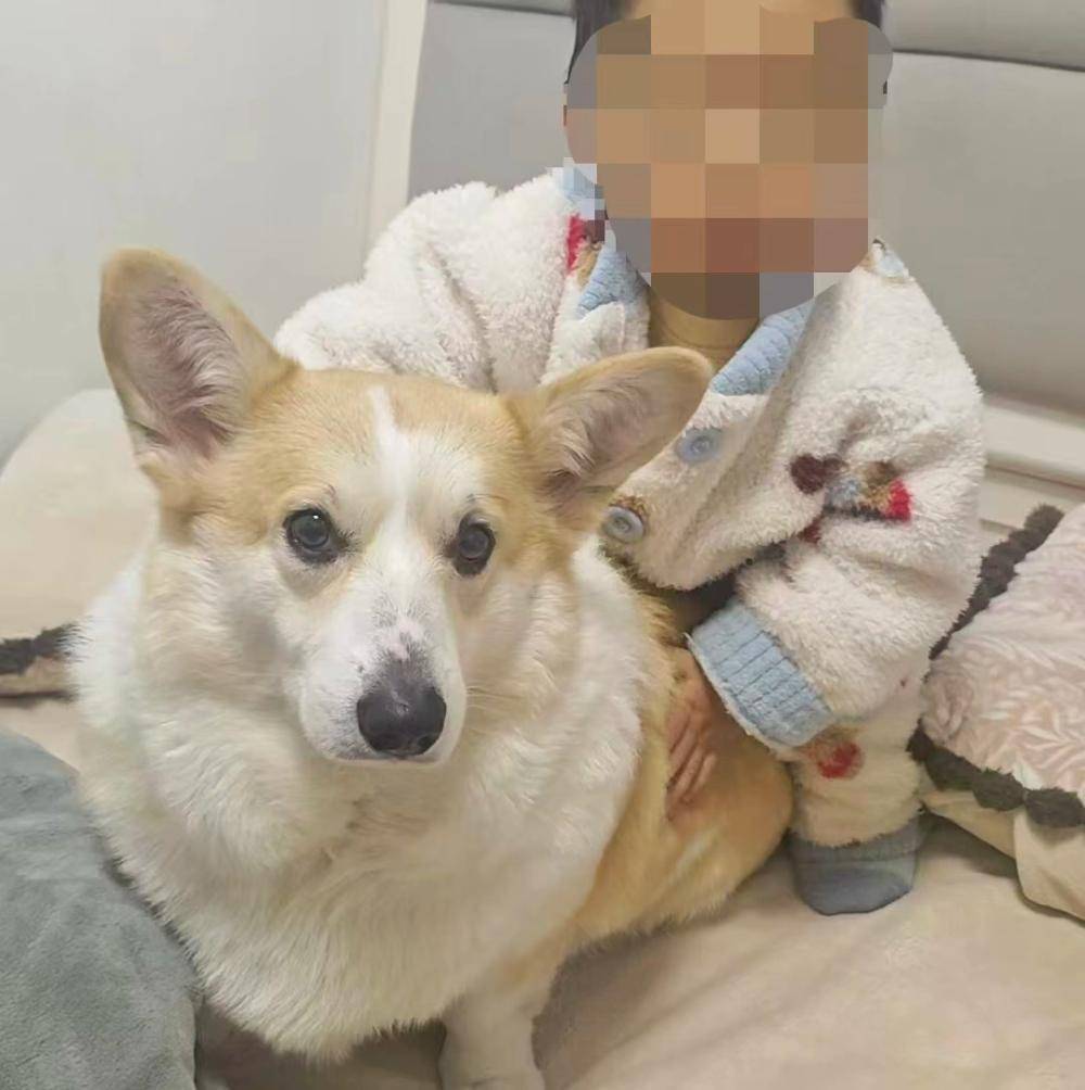 重庆2岁幼童18楼坠亡，事发时父亲外出遛狗将孩子独自留在家中