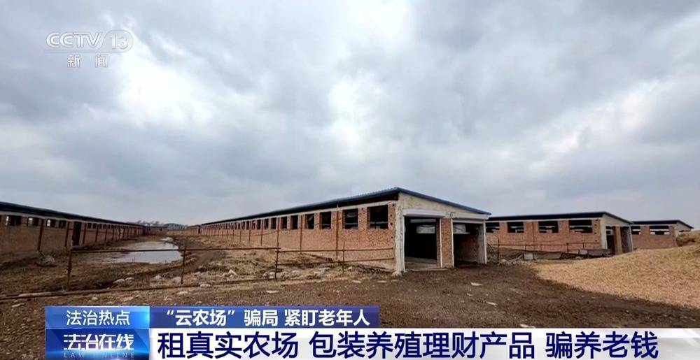 法治在线丨12万人被骗5.6亿 起底“云养牛”骗局